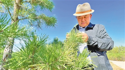 科尔沁左翼后旗林业工作站站长朝克吐在查看苗圃的樟子松长势。通辽市 “四个千万亩”生态保护修复工程，使科尔沁沙地实现治理速度大于沙化速度的良性逆转。本报记者 孟和朝鲁 摄