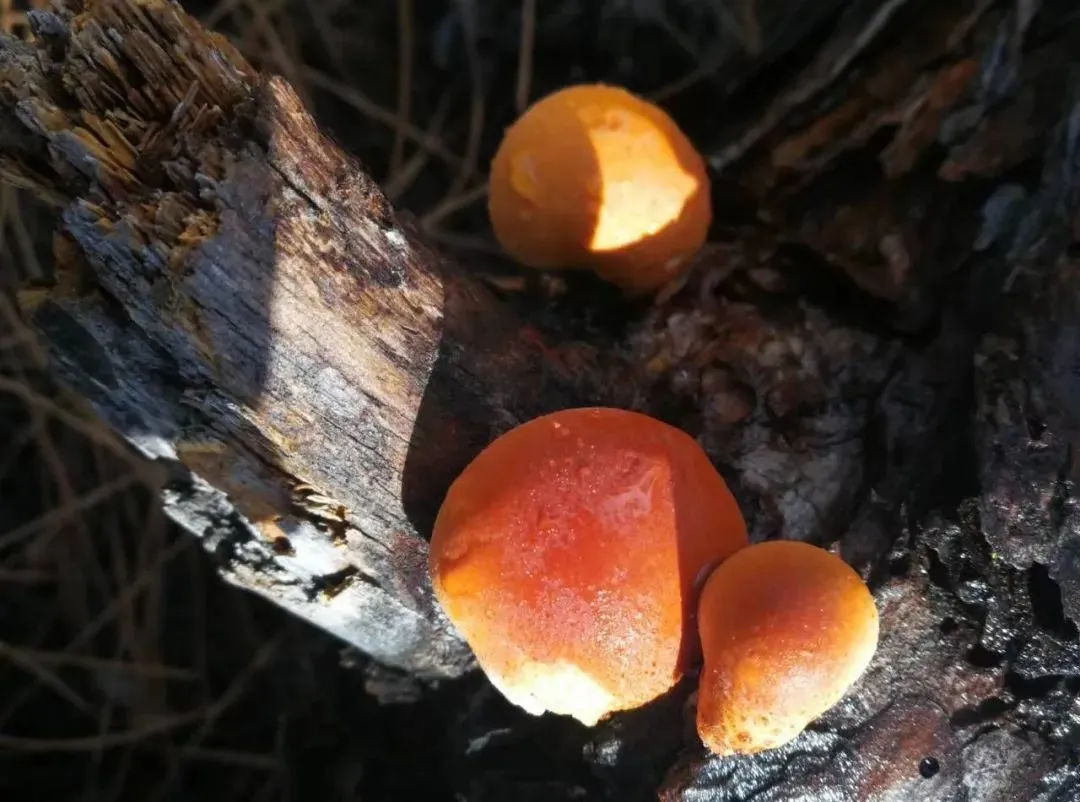 秦岭隐孔菌个大肉厚芳香浓郁