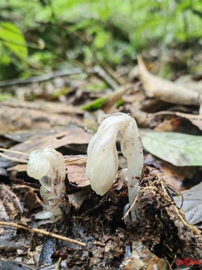 哀牢山发现7株冥界之花