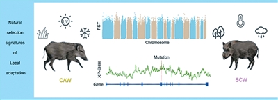 1765167281547759.jpg 研究野猪迁徙示意图.jpg