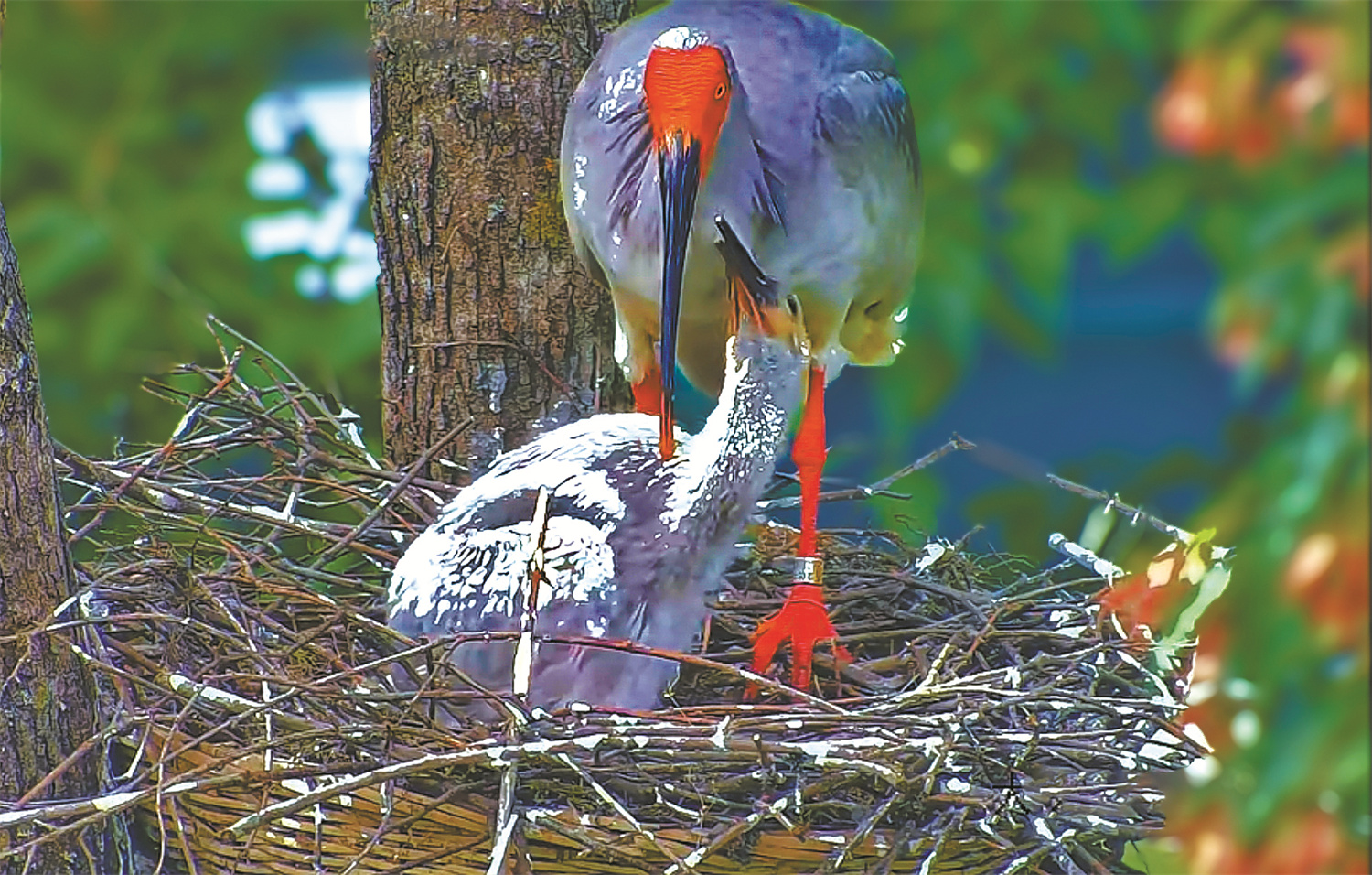 1765265745995819.jpg “养鸟”有多难?实际.jpg