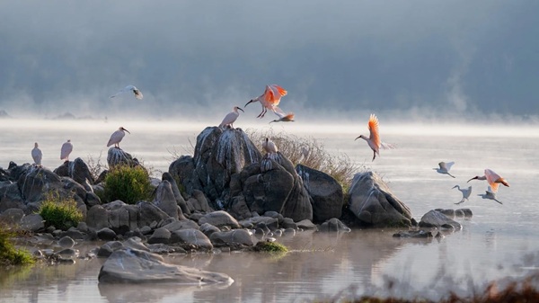 1765265874487011.jpg 在《“十四五”林业草原保护发展规划纲要》中,朱鹮.jpg