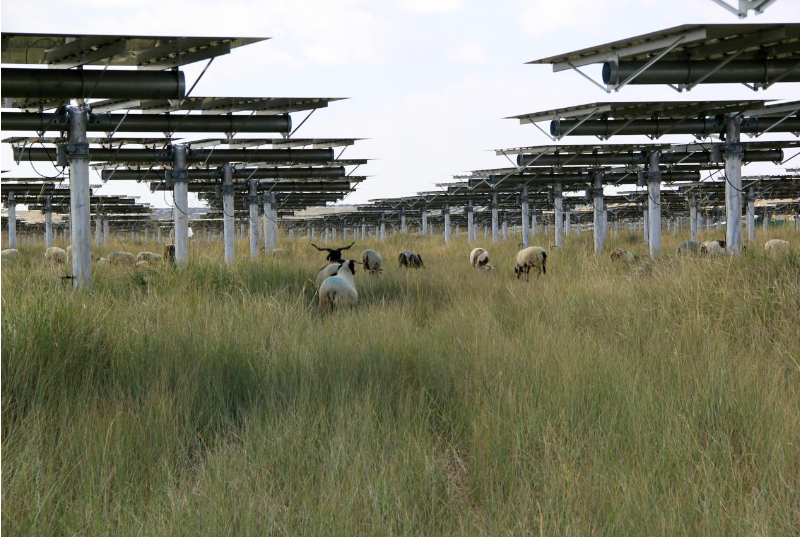 “光伏羊”啃食.png