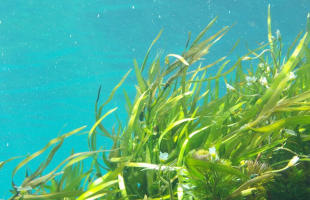 积极探索开展海洋碳汇核算