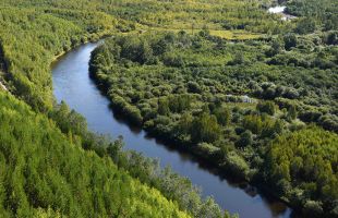 全国首个生态林造林碳汇项目落地大兴安岭