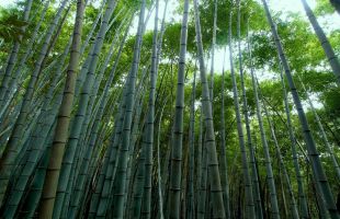 江西安福启动毛竹林经营碳汇项目