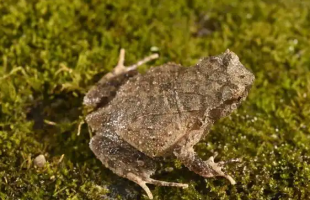 江西发现两栖类新物种黄牛石角蟾