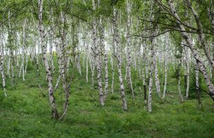 12月1日实施！3项林草碳汇领域国家标准正式发布