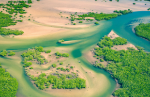 深圳将牵头组建全国蓝碳交易联盟