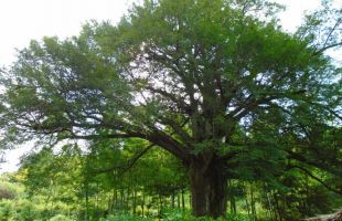 湖南为古树名木撑起“保护伞”