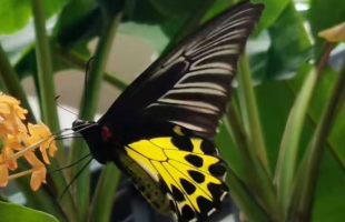 首次发现！两种国家二级保护动物现身云南大雪山国家级自然保护区