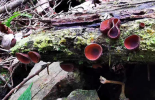 广西大明山保护区发现真菌新种