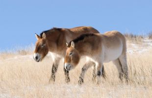 40载守护，我国普氏野马种群从濒危走向壮大