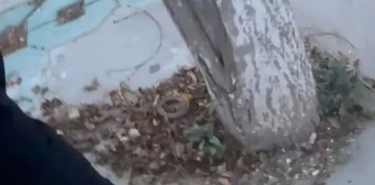 银川一国家级城市湿地公园被指“水泥封树坑”，当地自然资源局回应