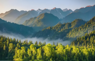 发挥森林多功能效益，推进加蓬森林可持续开发