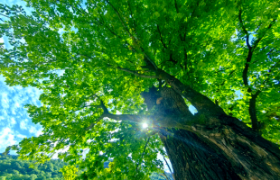 国家林草局：我国已启动第三次全国古树名木资源普查