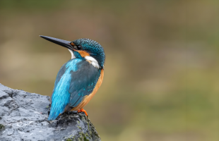 从“白冠长尾雉之乡”管窥观鸟热