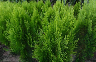 千年古柏，文化价值代代传