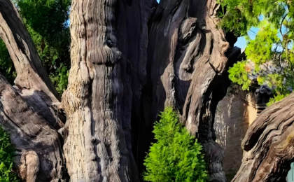 盗伐10棵柏树案例释放了哪些信号？