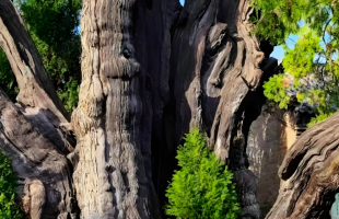 盗伐10棵柏树案例释放了哪些信号？