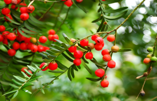 植物守护者 守护每一种植物