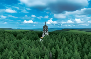 从“一棵树”到“一片海”的绿色奇迹