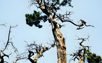 千年古树有了专属“保护套餐”  