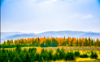 塞罕坝里“林三代”