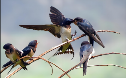 “燕子冻毙于深秋”是一记警钟