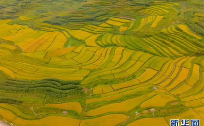 微观“丰”景！当移轴镜头遇见云南稻田