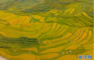 微观“丰”景！当移轴镜头遇见云南稻田
