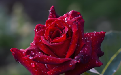 扮靓街角庭院 映照美好生活    沈阳玫瑰绽放城市精神    