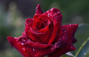 扮靓街角庭院 映照美好生活    沈阳玫瑰绽放城市精神    