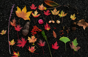 “捡秋”让我们贴近自然