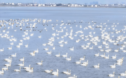 江西：越冬候鸟陆续抵达鄱阳湖余干水域