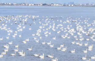 江西：越冬候鸟陆续抵达鄱阳湖余干水域