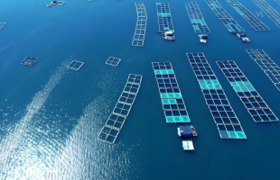 前三季度海洋生产总值同比增长5.6%