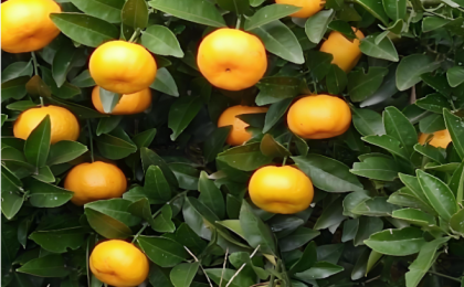 南丰蜜桔何以“长丰”？