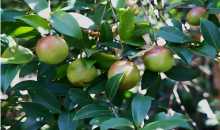 “油茶第一大省”湖南这样挑大梁