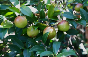 “油茶第一大省”湖南这样挑大梁
