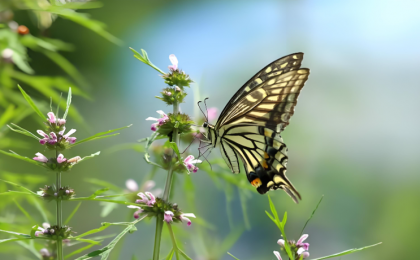 浙江五个攻坚全力推进野生动植物保护管理