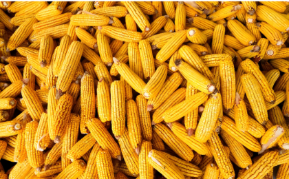 超7.3亿吨仓容确保秋粮颗粒归仓