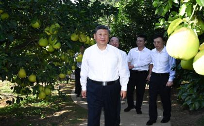 黄澄澄的柚子，沉甸甸的牵挂