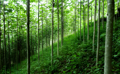 “发展林下经济”的深层逻辑 