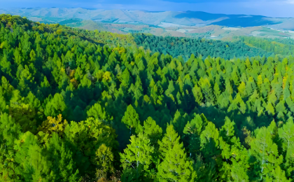 1426亿棵！我们为什么要在中国“数”树？ 