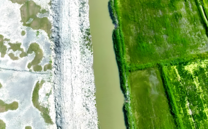 我国积极探索区域盐碱耕地治理模式    综合利用，盐碱地变丰产田   