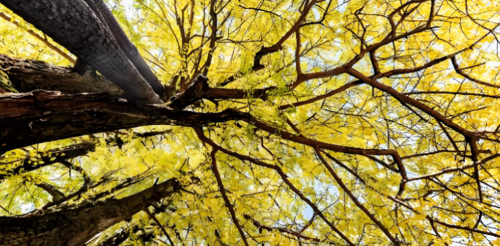 古老银杏 韵传古今   