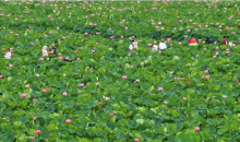 一场来自中国的绿色故事，在COP30被听见 