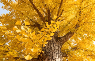 银杏为何被称为“活化石”？  