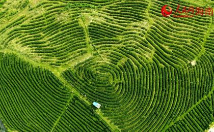 绿水青山育好茶 白沙擦亮“金叶子”  